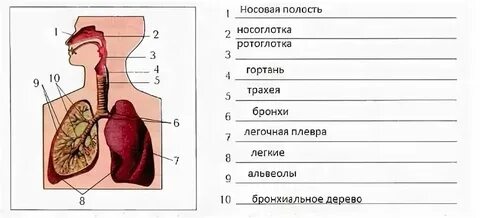 Как называются органы изображенные на рисунке