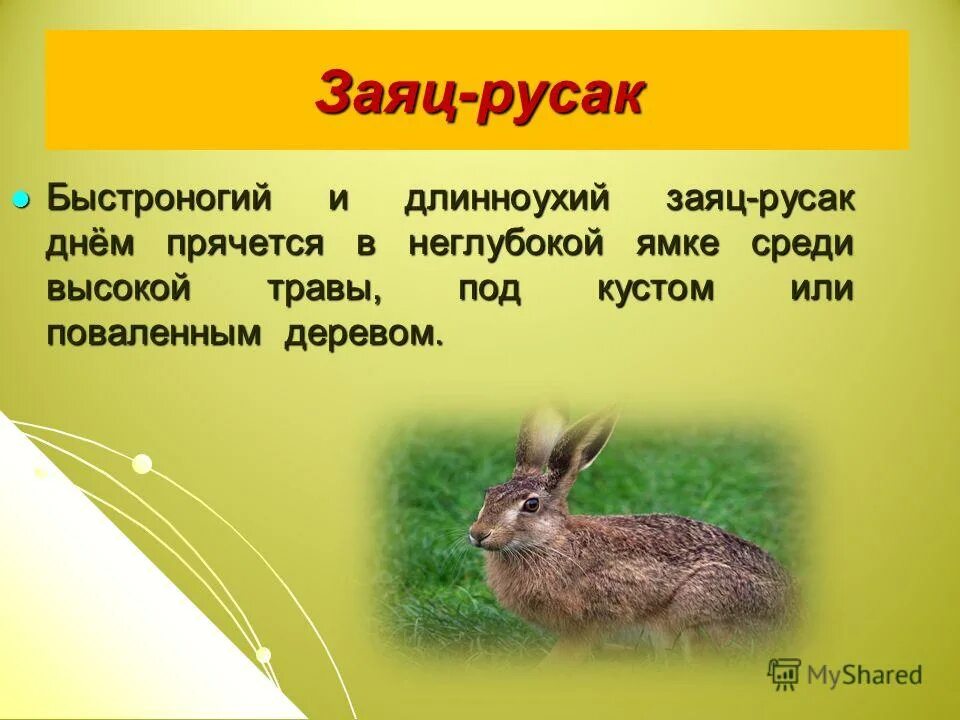 заяц фото. длинноухий заяц спрятался под куст. длинноухий заяц спрятался под куст. заяц спрятался под кустом. заяц картинка.