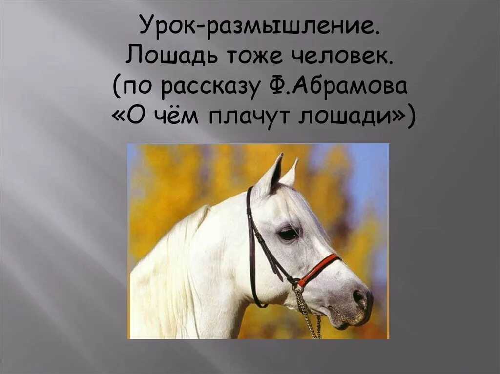 Почему иона исповедуется лошади