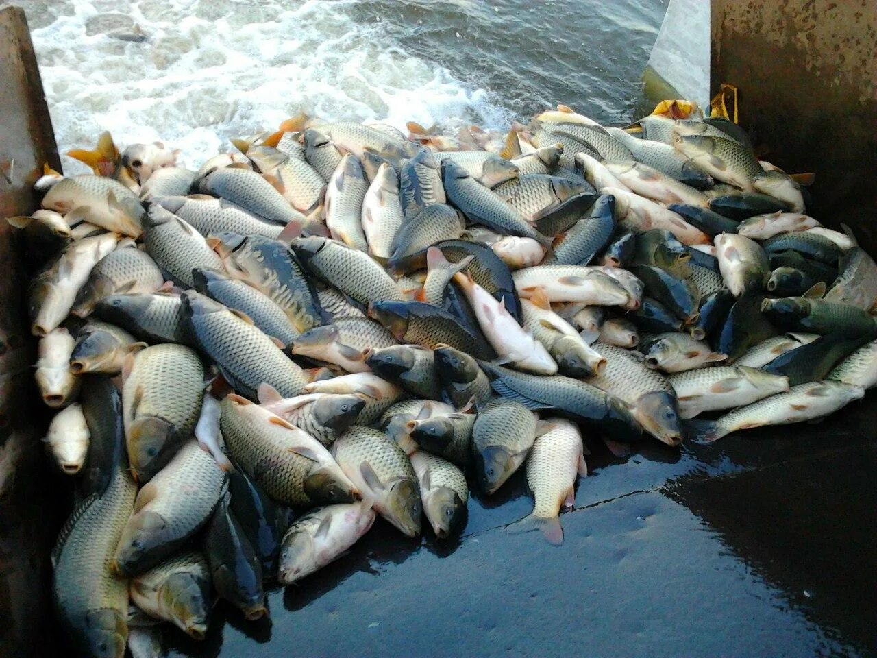 Рыбы водоемов удмуртии. Ловля рыбы на фидер. Рыбы удмуртии. Рыба воткинск. Рыба воткинск.