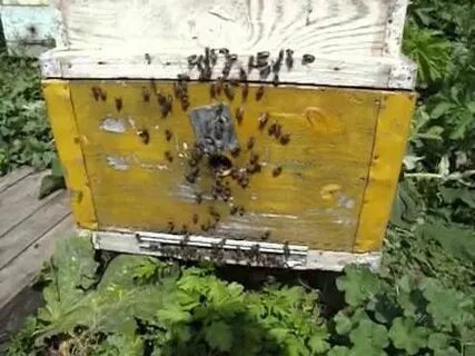 Пчела доска