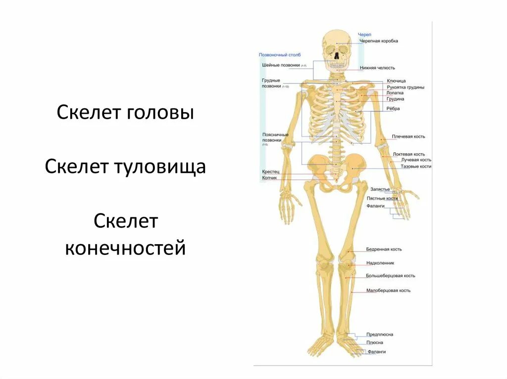 Скелет туловища и конечностей. Скелет головы и туловища. Скелет человека анатомия. Скелет головы туловища и конечностей.