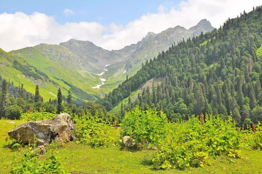 Альпийские луга в абхазии. Абхазия рица альпийские луга. Альпийские луга в абхазии. Абхазия рица альпийские луга. Альпийские луга ауадхара.