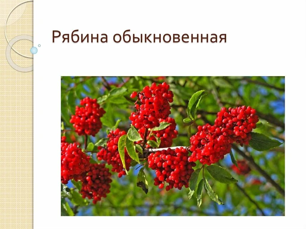 Глагол от слова рябина. Рябина для презентации. Презентация на тему рябина. Рябина описание. Рябина для детей.