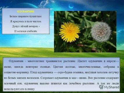 Текст цветок одуванчик