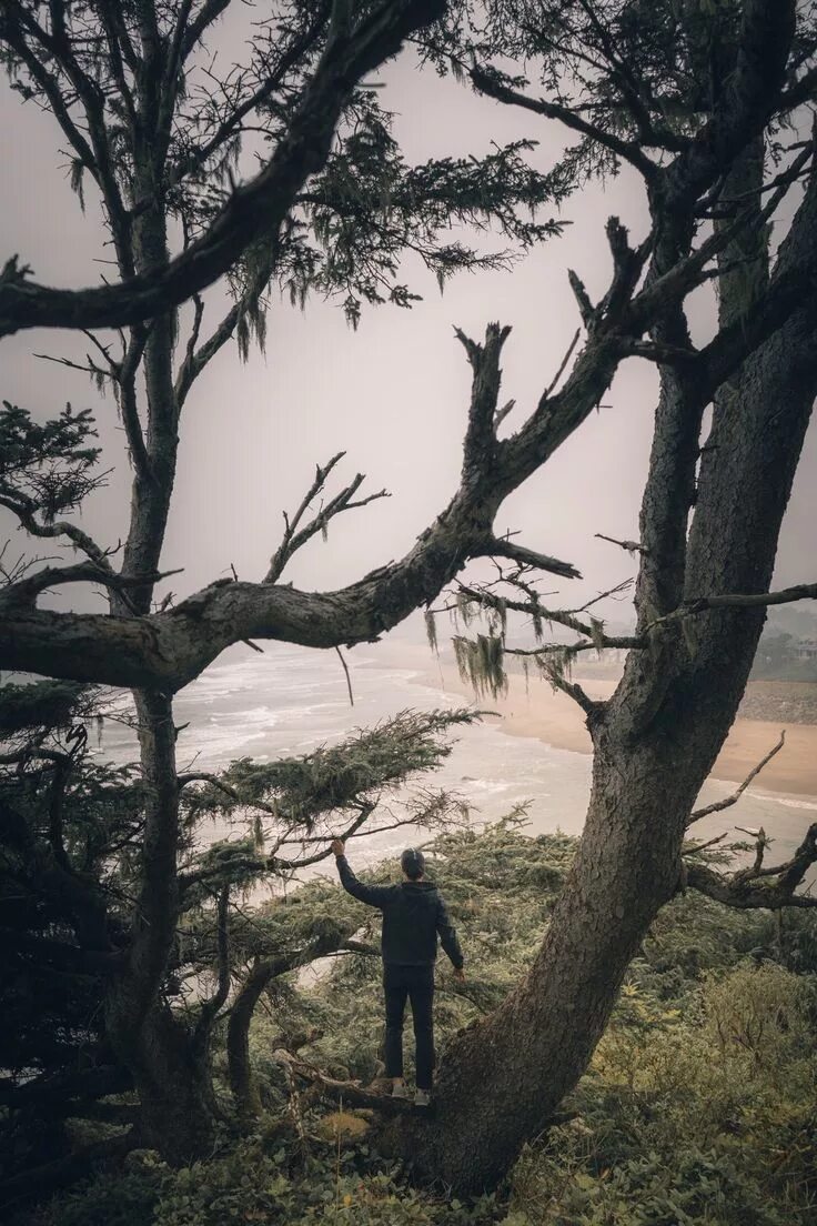 The monkeys always climb trees