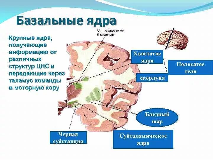 Область ядра мозга. Базальные подкорковые ядра. Область базальных ядер головного мозга. Базальные ядра конечного мозга схема. Базальные ядра мозга строение.