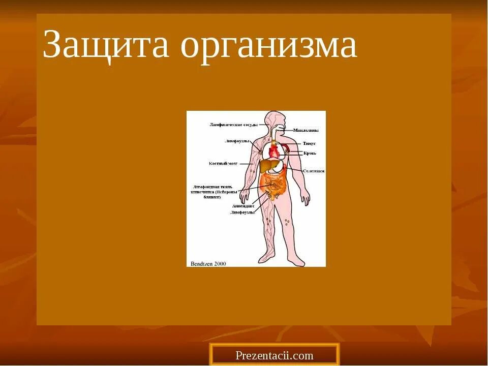 Презентации защита человека