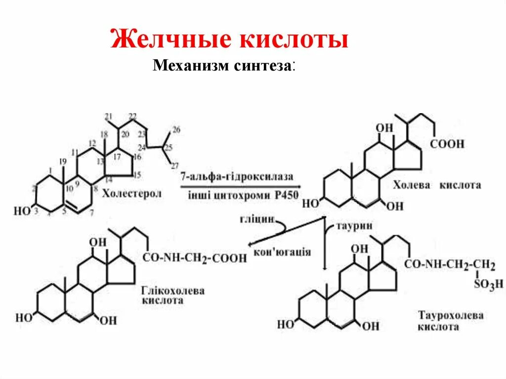 Липиды желчных кислот. Формулы парных желчных кислот. Вторичные желчные кислоты биохимия. Формулы желчных кислот биохимия. Соли желчных кислот формула.