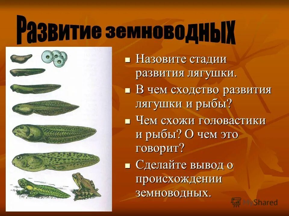 Схема развития земноводных 3 класс биология. Форма тела головастика и лягушки. О родстве земноводных и рыб свидетельствует. Вывод по земноводным. Развитие рыб.