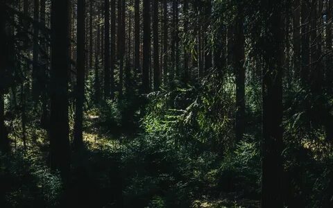 Зеленый лес эстетика