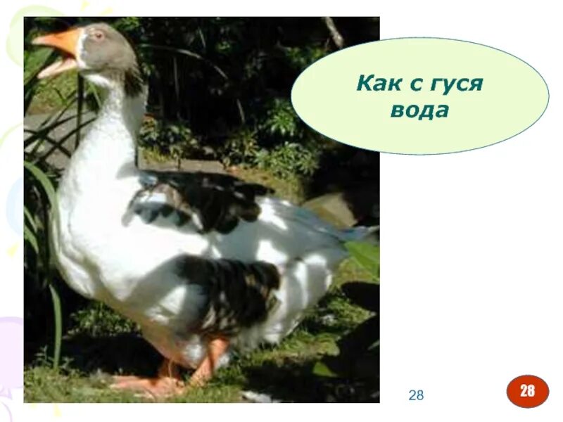 Как с гуся вода примеры. С гуся вода. как с гуся вода. как с гуся вода картинка. как с гуся вода фразеологизм.
