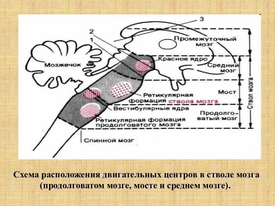 Какую функцию выполняет мост мозга. Продолговатый мозг и мост физиология. Двигательные центры продолговатого мозга. Двигательные центры ствола мозга физиология. Схема расположения двигательных центров в стволе мозга.