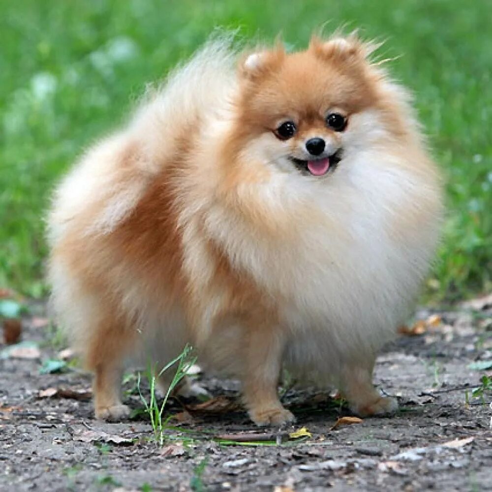 Шпиц мальчик. Померанский шпиц имена для девочек. Имена для девочек шпицев померанцев. Померанский шпиц светлый. Красивые имена для шпица.