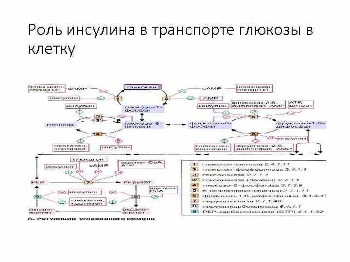 Влияние инсулина на транспорт Глюкозы. Транспорт Глюкозы в клетки печени. Транспорт Глюкозы схема. Какую роль в транспорте Глюкозы в клетки тканей играет инсулин?.