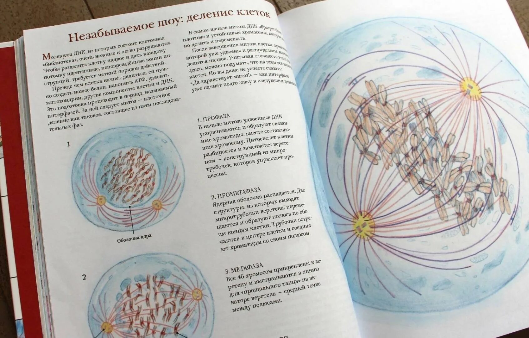 Как все устроено дэвид маколи. Как всё устроено дэвид маколи. книга по анатомии 6+. как мы устроены дэвид маколи читать. как все устроено сегодня дэвид маколи.