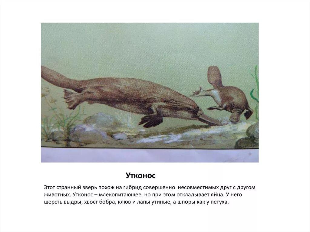 Как размножается утконос. Утконос. утконос млекопитающее.