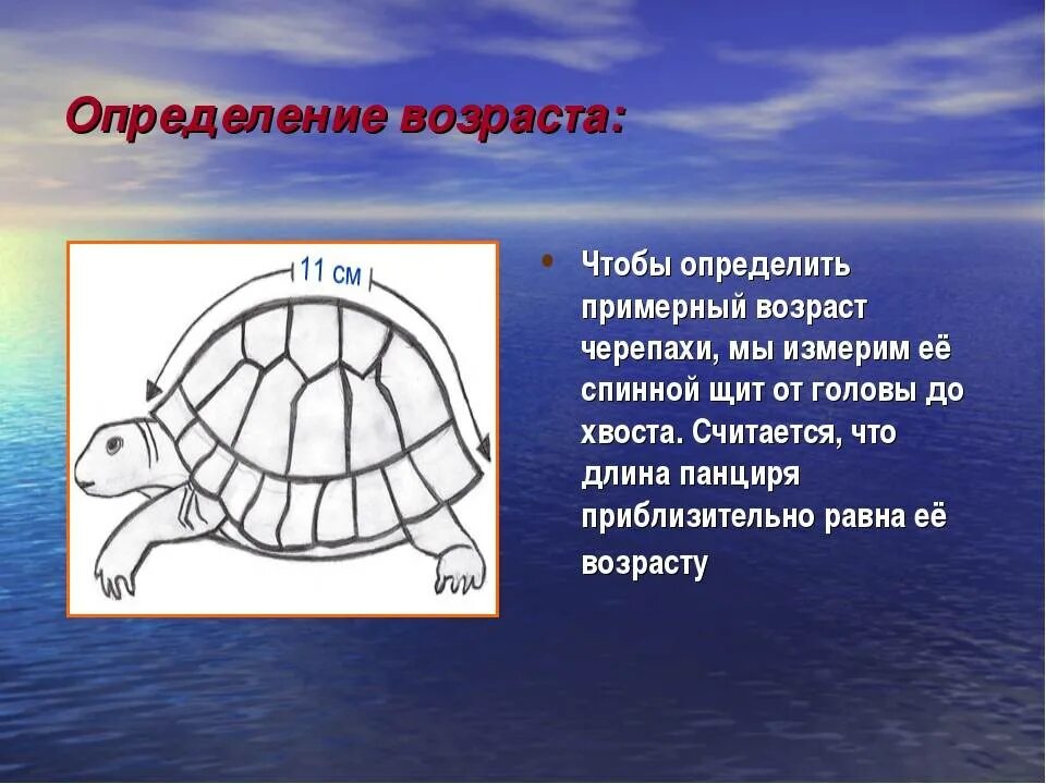 Какой тип питания характерен для среднеазиатской черепахи. Как узнать Возраст черепахи сухопутной. Как определить Возраст красноухой черепахи. Возраст черепахи по панцирю сухопутная. Сухопутная черепаха определить Возраст.