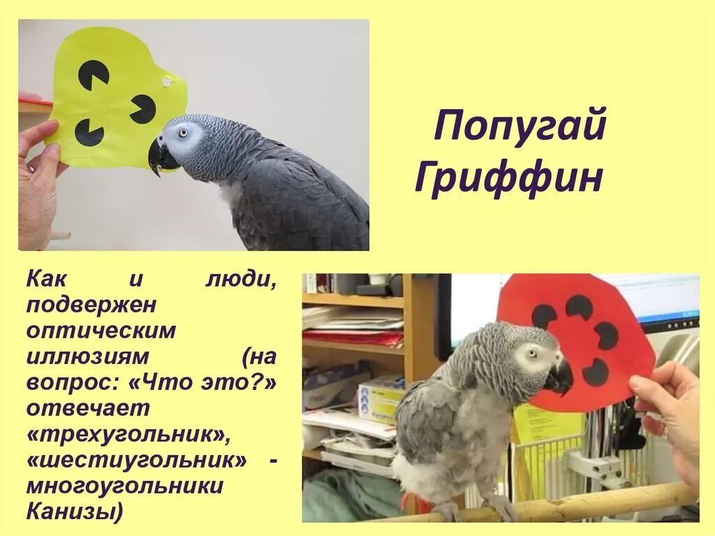 Переводчик с попугайского. Parrot Griffin. Обучение животных языкам сообщение.