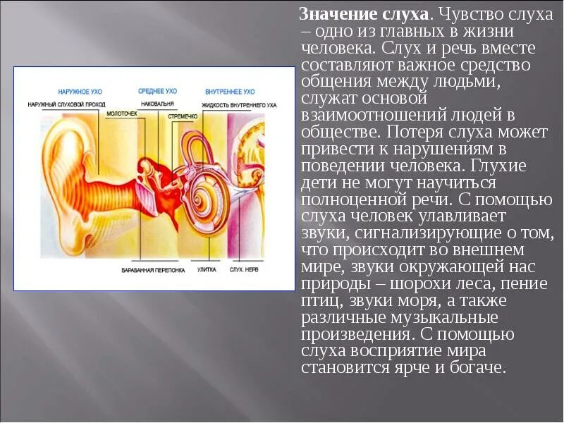 Значение слуха кратко. Значение слуха. Значение слухового анализатора в жизни человека. Слух человека. Значение органа слуха.