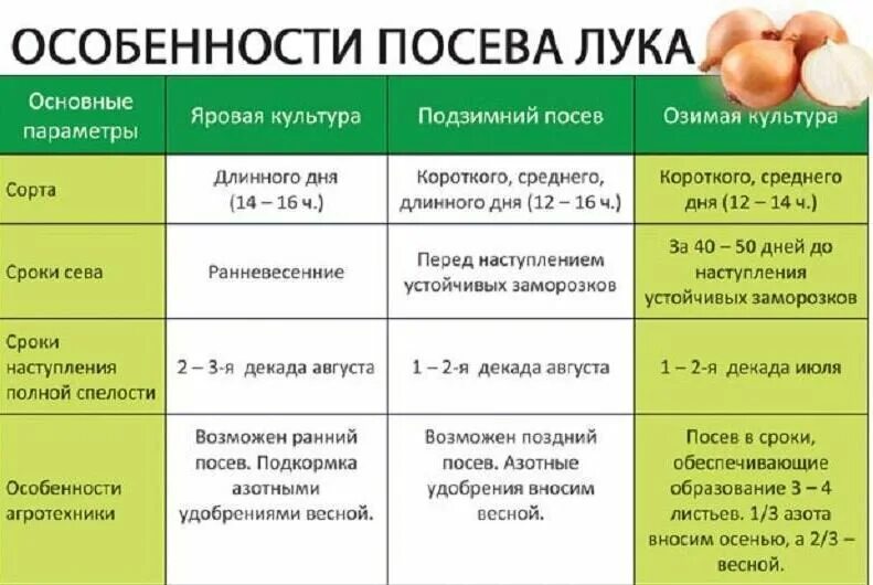 Лук репчатый схема посадки. В какое время сажать в грунт