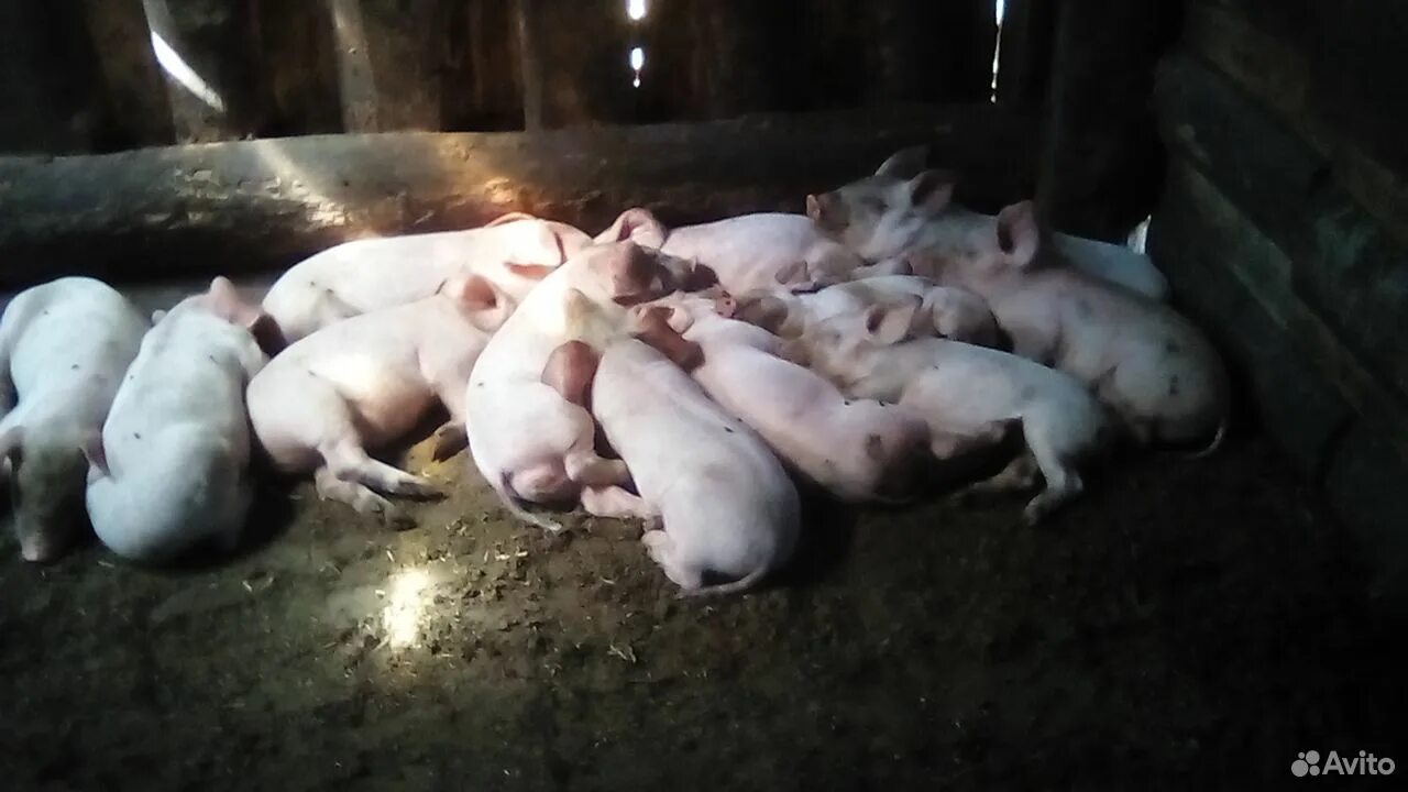 Купить поросят в волгоградской. Авито поросята. Продать свиней живым весом в Калманском районе Алтайского края. Поросят авито Черемшан Шентала. Где продают поросят в Калманском районе.