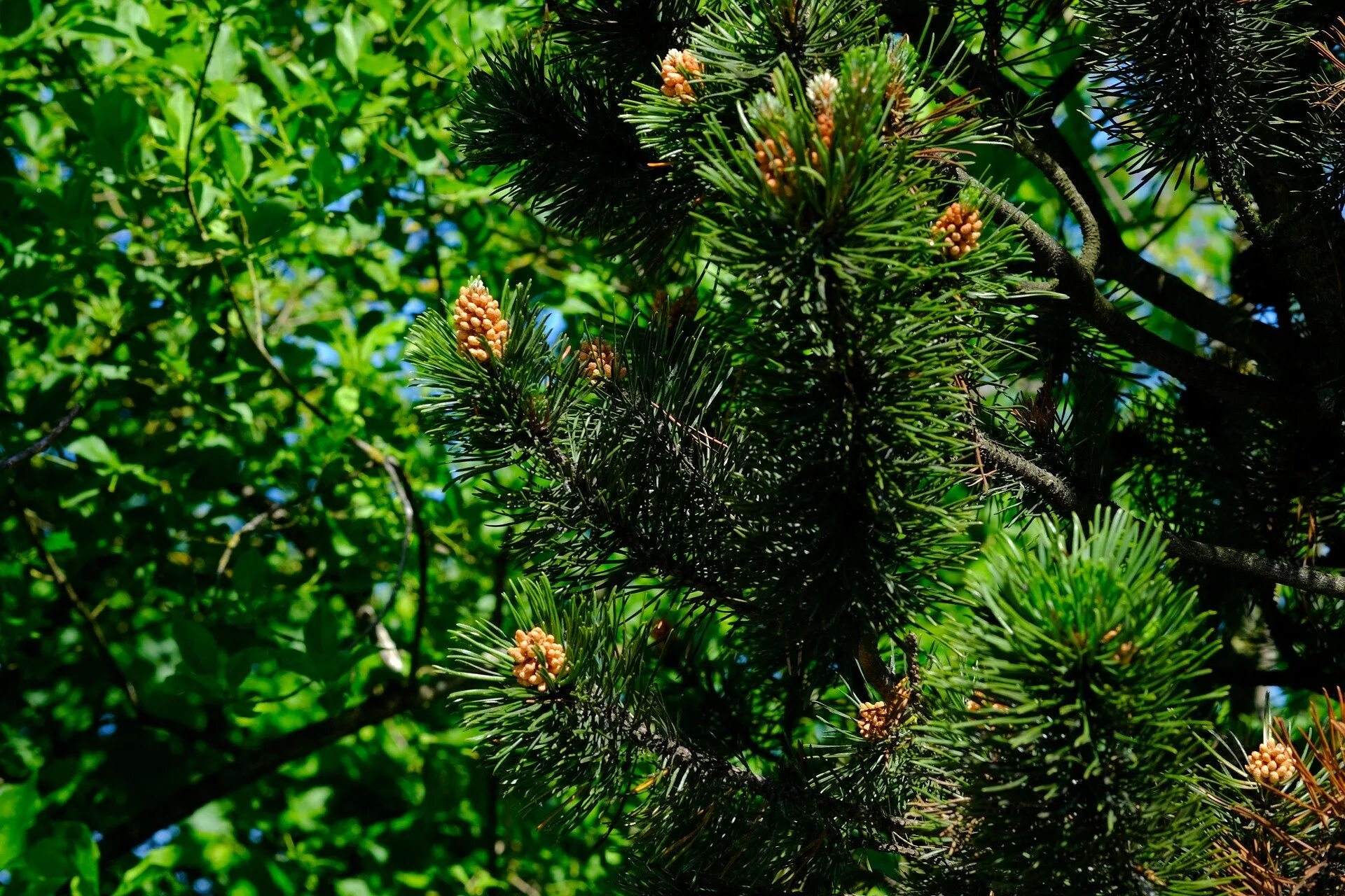 Сосна смолистая. Лиственница вечнозеленая. Сосна румелийская. Pinus thunbergii Aocha Matsu.