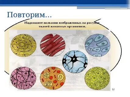 Определите типы тканей по их изображениям