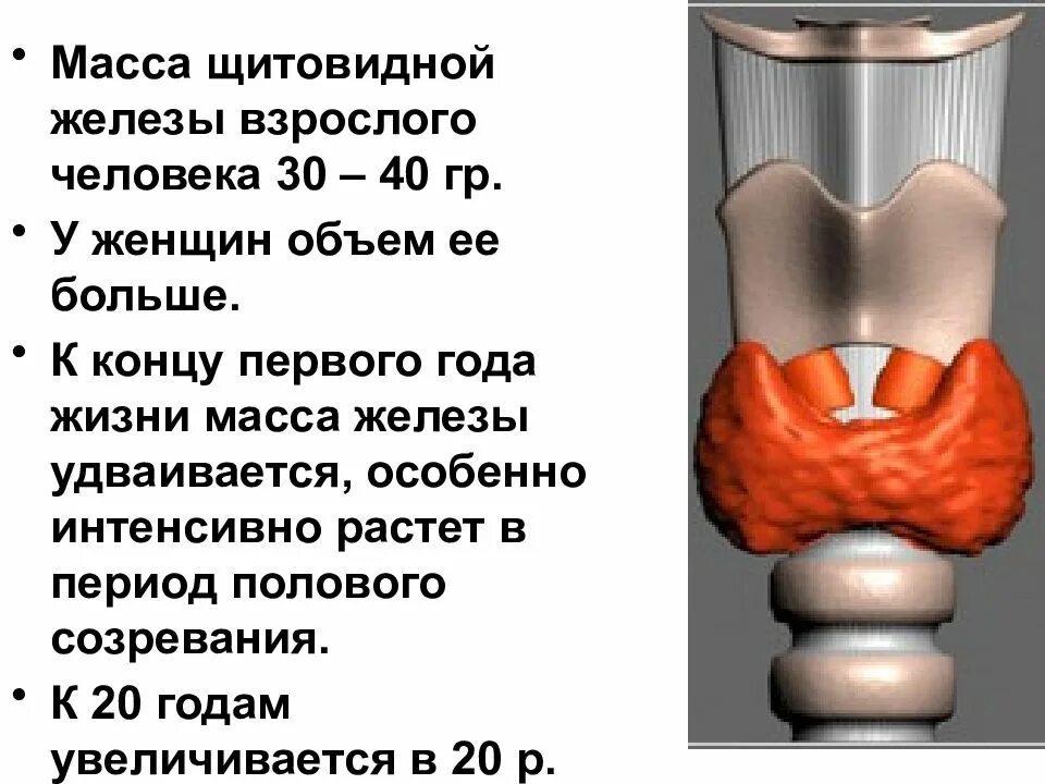 Что такое щитовидная железа. Масса и строение щитовидной железы. Строение щитовидной железы кратко. Щитовидная железа и паращитовидные железы строение. Характеристика щитовидной железы.