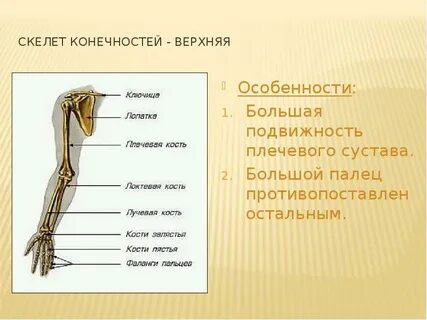 Большинство костей верхней и нижней конечностей