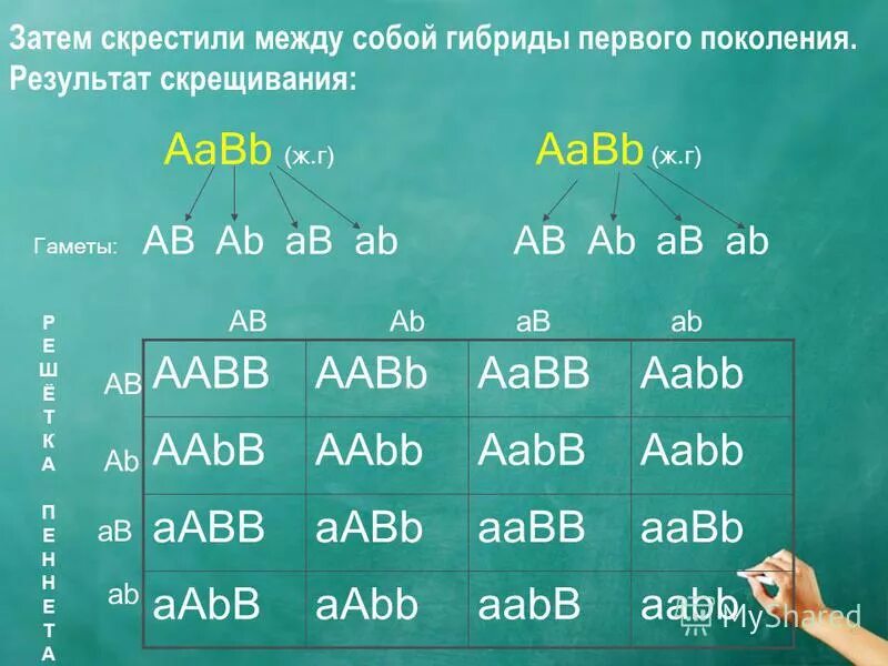 Число гамет с генотипом aabb