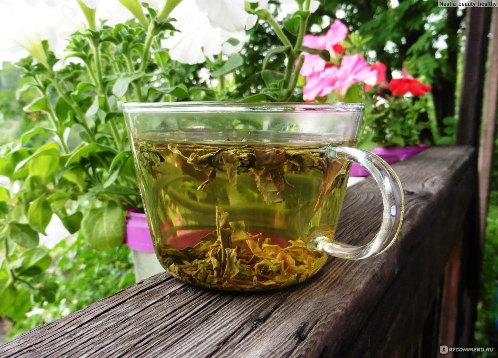 Вкусный чай в домашних условиях. Душица обыкновенная фитотерапия. Чай из трав. Травяные, цветочные и ягодные чаи. Зеленый чай с травами.