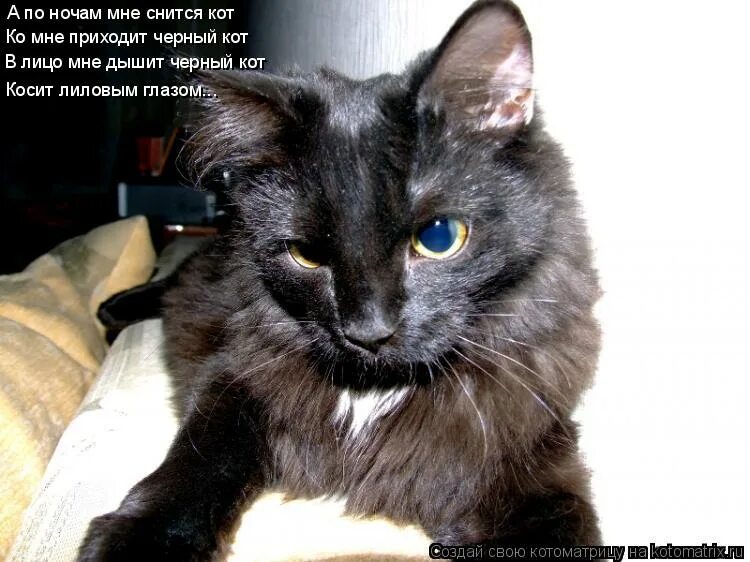Снится кошка черная. Черный кот косит глаза. К чему снится черный кот. К чему снятся котики.