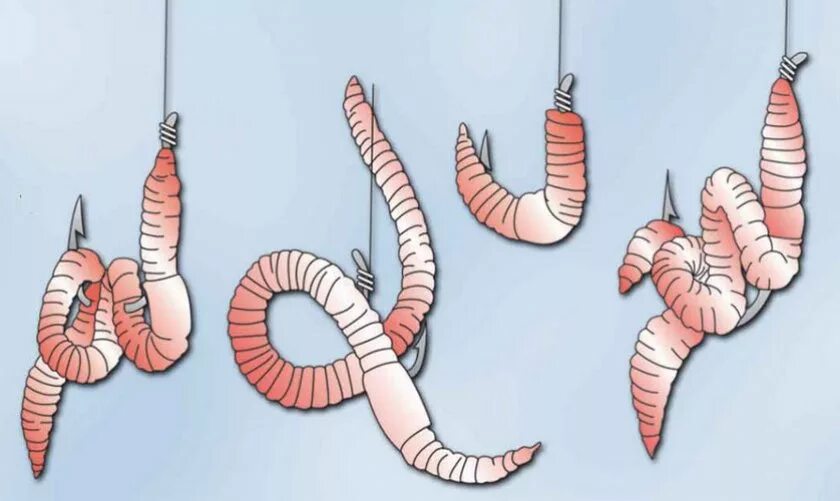 Червяк как правильно. Как правильно насаживать червя на крючок. как правильно нанизывать червя на крючок. червяк на крючке.