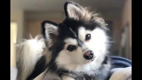 Собаки породы шпиц хаски