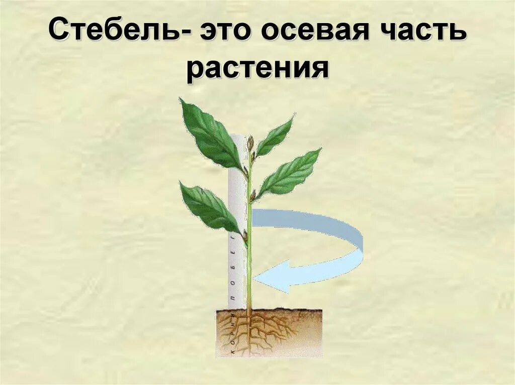 Стебель. Стебель растения. Стебель в жизни растений. Осевая часть стебля. Жизнь растений 6 класс биология кратко