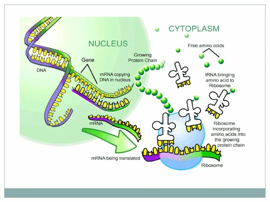 Translation Biology. Translation MRNA. Translation Protein. Protein Synthesis Biology.