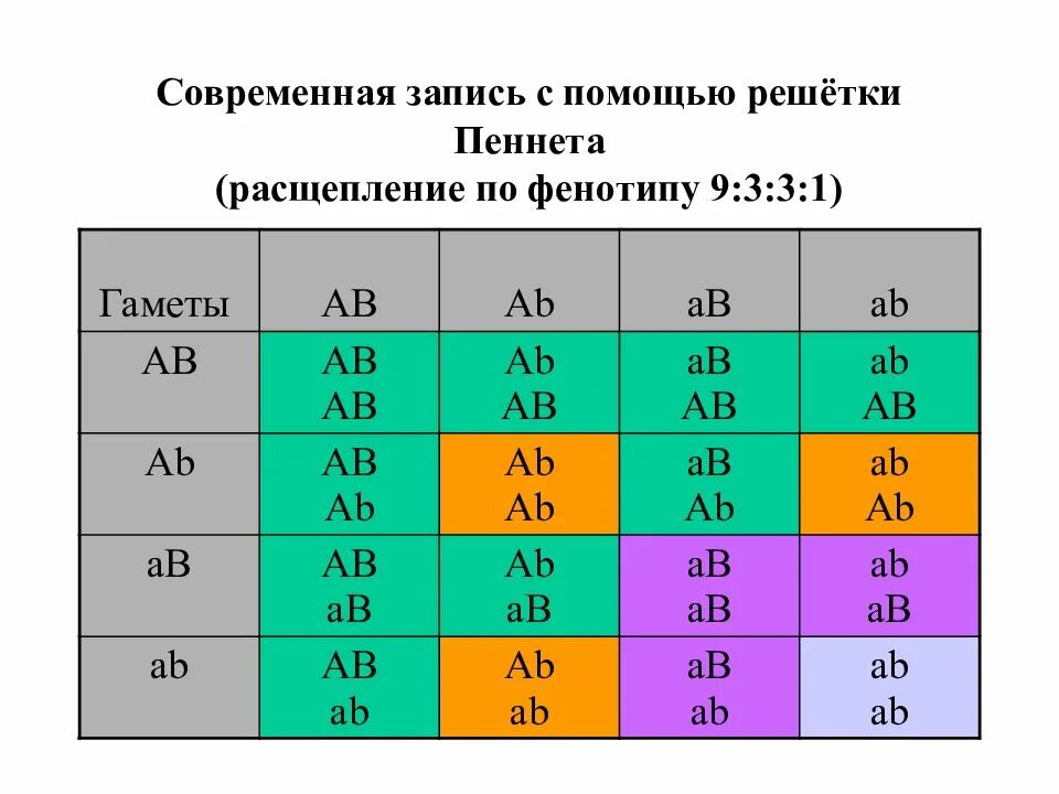 Расщепление латынь. Генетика таблица Пеннета. Решетка Пеннета биология генетика. Решётка Пеннета гинетика. Решетка Пеннета по фенотипу 1:1.