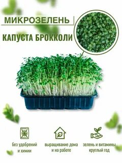 Инструкция по выращиванию микрозелени