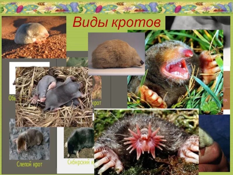 Крот жизнь под землей. Разновидности кротов. животные живущие под землей. обитатели почвы.крот. крот виды.