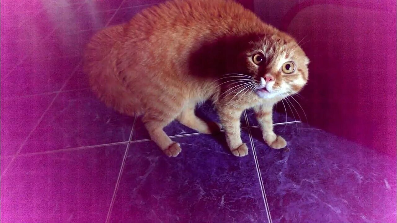 Котогуль. Самые смешные кошки. Прикольные кошки. Прикол. Смешные фото кошек.