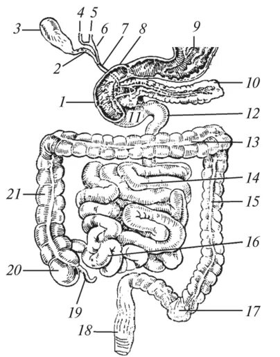 Строение кишечника картинки. Анатомия тонкого кишечника человека схема. Схема строения толстой кишки. Тонкий кишечник анатомия схема. Анатомическое строение кишечника схема.