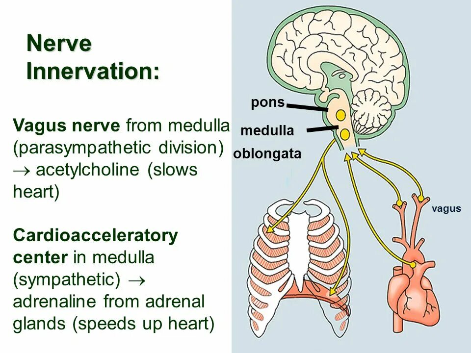 Innervation of Heart. Nerve Innervation of the Heart. Вагус на сердце. Adrenal Gland Innervation. Ацетилхолин сердце сокращение