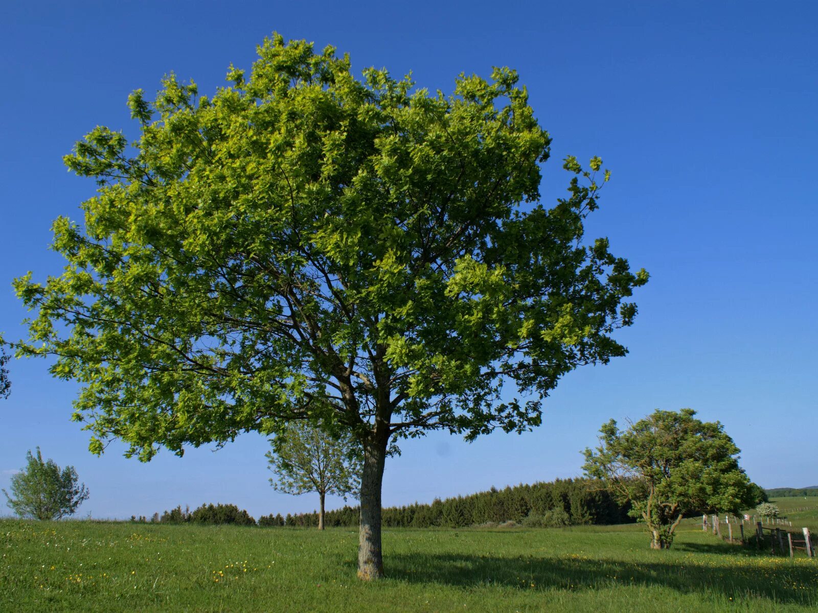 Over tree