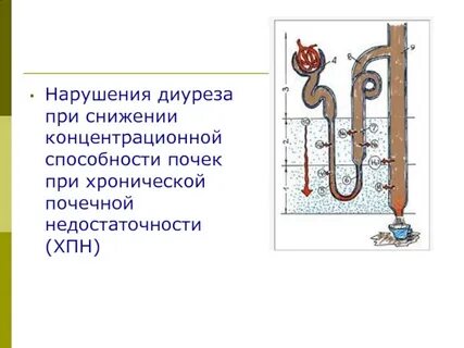 Почечный диурез