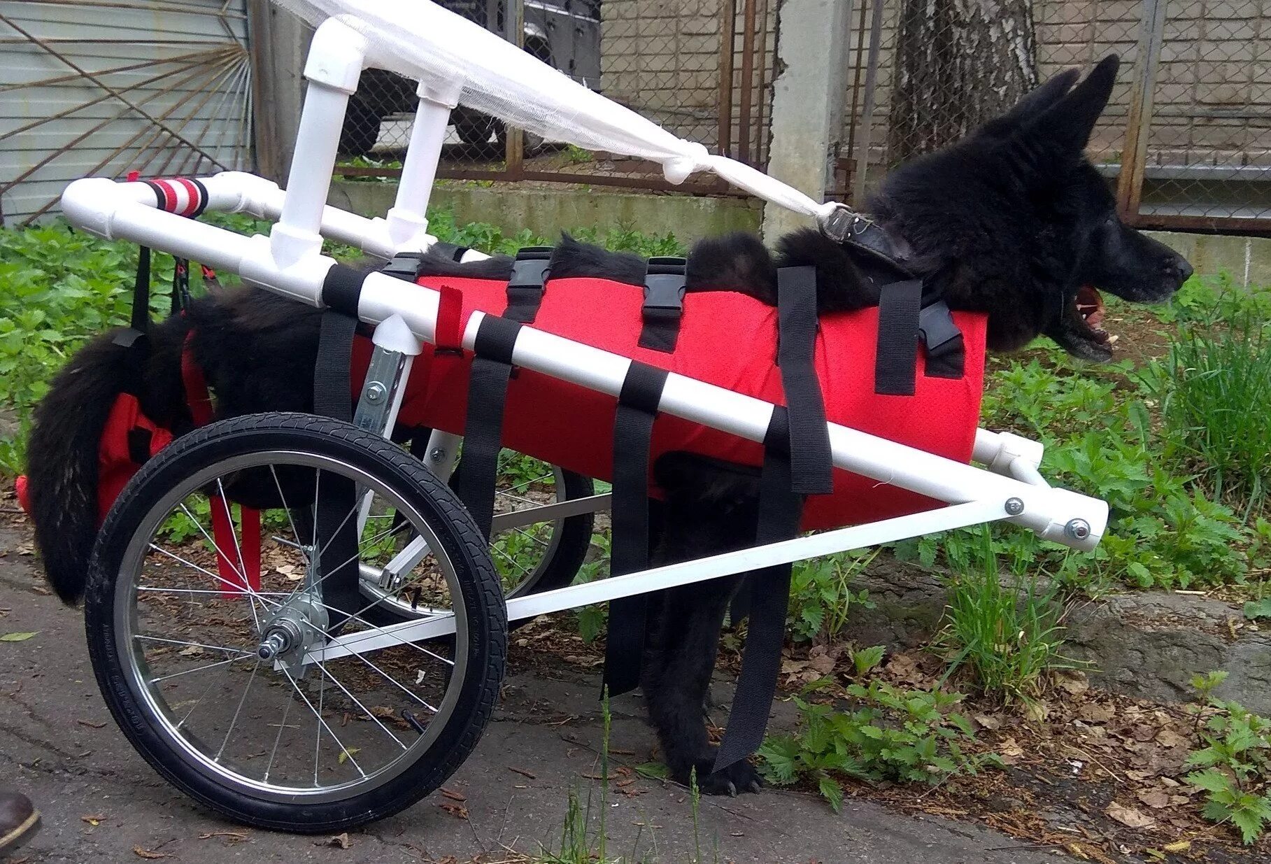 Инвалидная коляска для собак. Коляска для парализованных собак. Тележка для собаки инвалида. Коляски для собак инвалидов из труб.