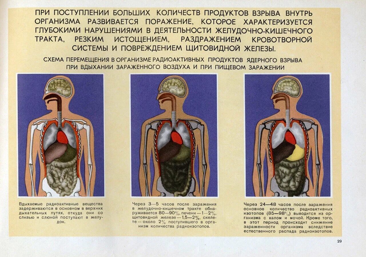 Кластер по теме радиоактивность. Воздействие радиации на клетки человека. Радиационное поражение презентация. Радиация кластер рисунок. Профилактика радиации.