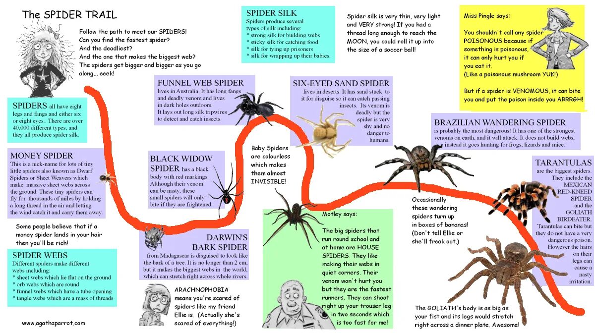 Facts of Spiders. Spider перевод. Spider can make. Паук small Land.