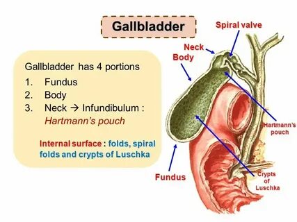 Gallbladder formula
