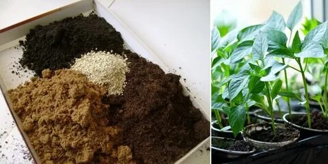Почва для перца